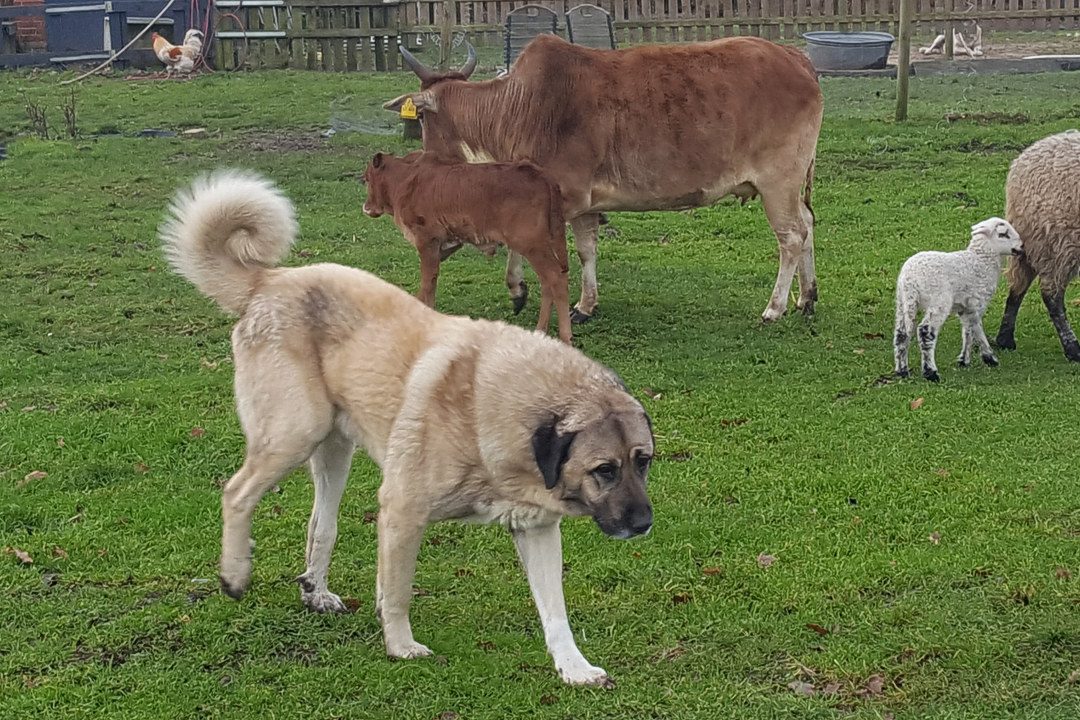 Hinterwälder Rinder und Kangals