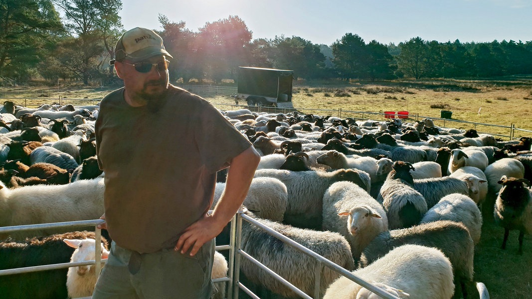 NaturNah: Bodyguards für Schafe