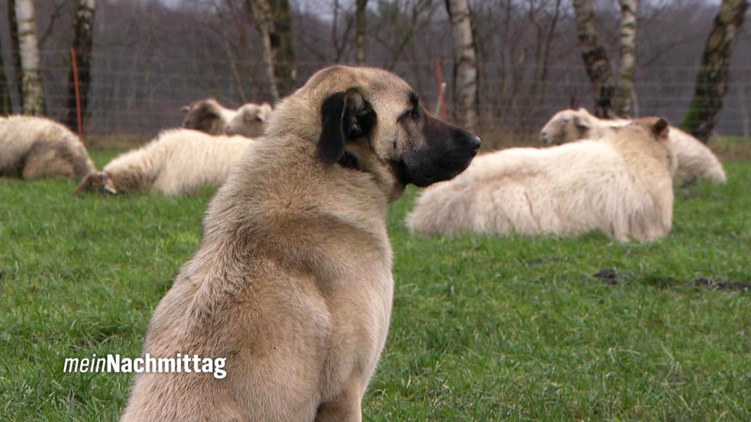 Schäfer Holger Benning und seine Kangals