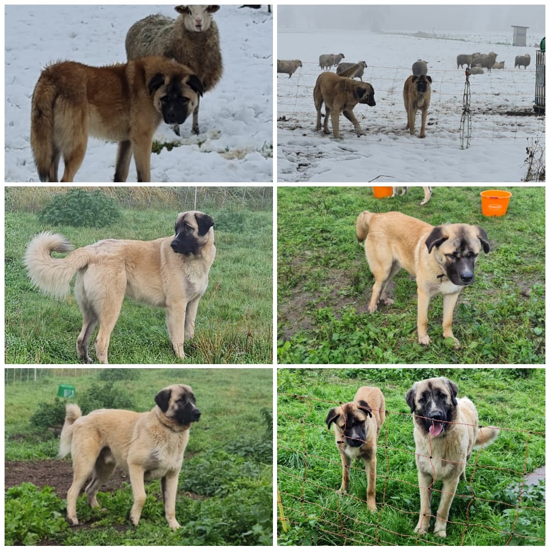 Zwei Kangal-Mix Rüden